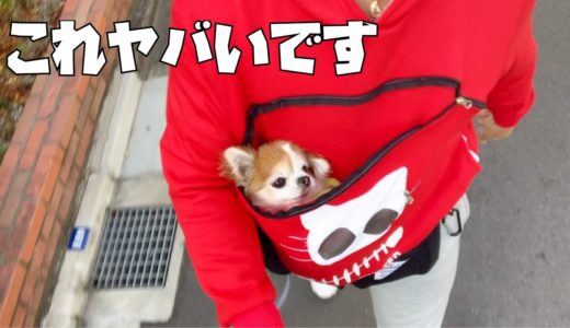 シニア犬チワワも大満足！究極のエアー散歩２