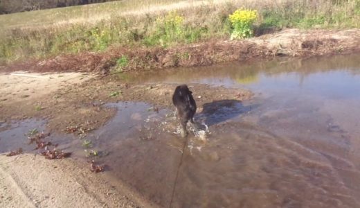 保健所から迎えた犬　飼い主が困るとわかった途端、苦手な川に突撃するわんこ