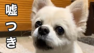 嘘つく犬⁈リアルなうをお届け〜♪