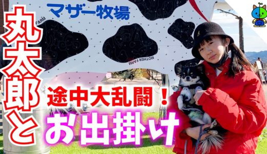 【丸太郎】犬連れで行くマザー牧場が楽し過ぎた！ワンちゃんとお出掛け動画🐶【ももかチャンネル】