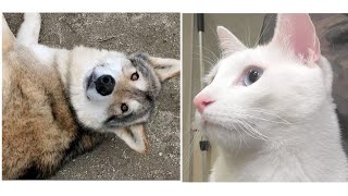 狼犬と猫が対面したらこうなった！part②