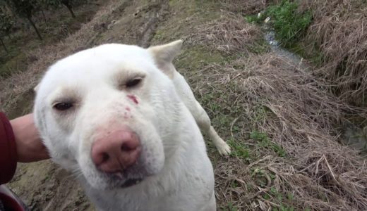 中华田园犬灰灰挑战小白地位，大打出手双双挂彩，小白都不敢回家！