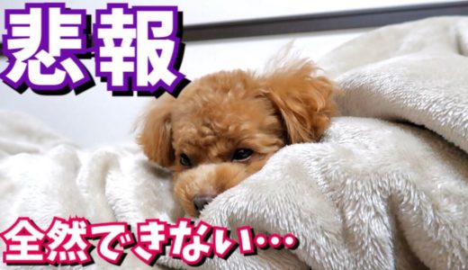 絶望的に寝床作りがヘタな犬の小暴れ【トイプードルのコロン】