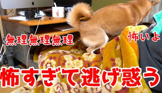 可愛い秋田犬に完璧に心を折られた柴犬ハナ shiba inu