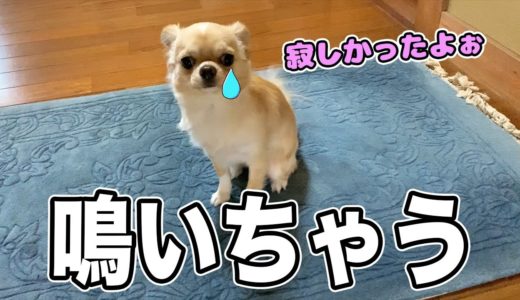 【犬 鳴く】子犬チワワがパパとの再会で思わず鳴いてしまう姿に自らがキュン死しそうになる