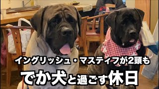 巨大な犬たちと遊ぶ