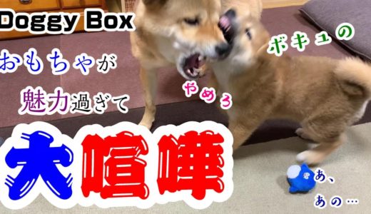 子犬の柴犬と先住犬の久しぶりの大喧嘩勃発！ドギーボックスのおもちゃが魅力的すぎました