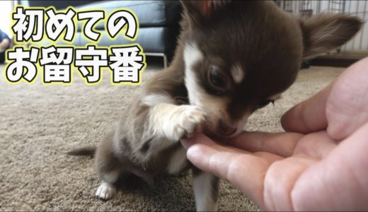 トイプードルの先住犬が外出☆チワワの子犬ちゃん初めてのお留守番で多くを得る！