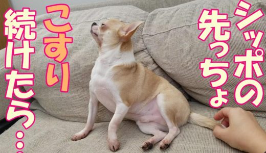 【142日目】元保護犬チワワの可愛いシッポをこすり続けたらどうなるのか検証。I continued to rub dog's tail.