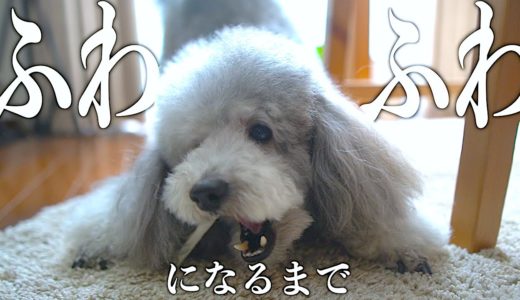 🐶犬がボサボサから風呂に入ってフワフワになるまでの動画【トイプードルのグリィ】【犬】【dog】【toy poodle】