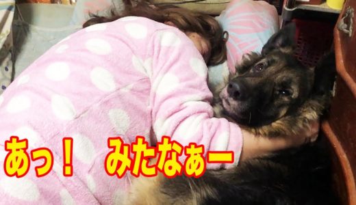 大型犬・見たなぁー♪甘えるシェパードマック.My dog is really spoiled