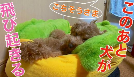 犬が爆睡中、ママが「ごちそうさま」と言ったら飛び起きて可愛かったw【トイプードル】