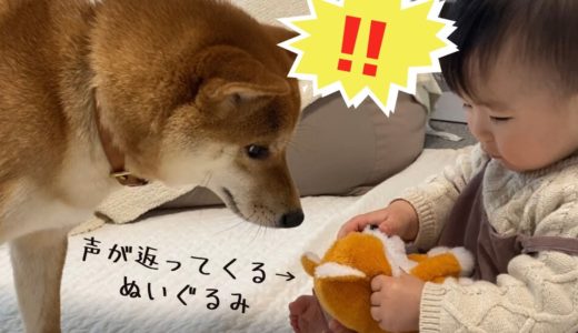 喋る犬のぬいぐるみに興味津々の柴犬と、ある言葉を連呼する娘