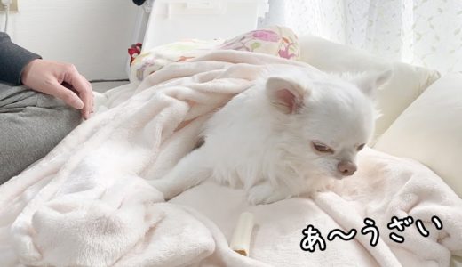 パパがうざいとすぐ冷たい態度をとる犬！チワワのコハク