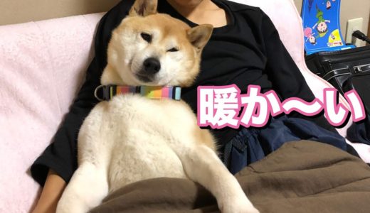 柴犬小春　【仲良し】布団とこたつがあると犬も人も嬉しい