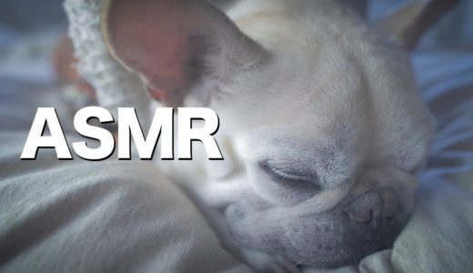 ASMR 犬の睡眠と寝起きの生活音 寝るときもフレンチブルドッグこたつは喋っているのかもしれない