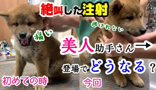 他犬が絶叫の中、注射の恐怖で震えが止まらない子犬の柴犬！美人助手さん登場でどうなる？