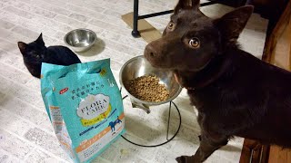 犬に食欲がないので新たなごはんをあげてみた。