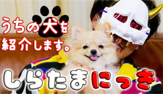 【名前初公開！】うちに犬がやってきた！かわいすぎる全貌を明らかに！しらたまにっき【MSSP/M.S.S Project】