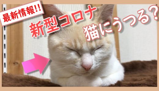 新型コロナウイルスは犬猫などのペットにうつるの？最新情報をまとめました