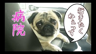 病院に行くとも知らず呑気にドライブを楽しむパグ犬ぷぅ Pug