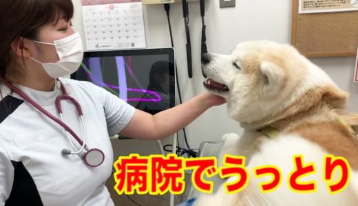 動物病院大好き！秋田犬そうすけ・女医さんお待たせしました！veterinary hospital