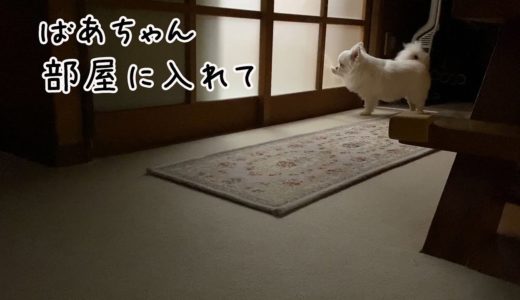 ばあちゃんの部屋に入る時はちゃんとノックする犬｜可愛いチワワのコハクの日常