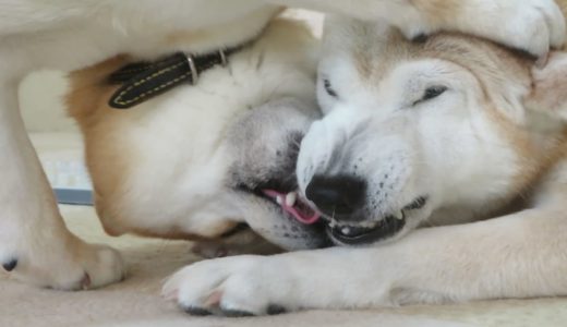 先輩犬にすごい格好で甘えまくる後輩柴犬まめ