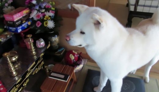 【秋田犬ゆうき】仏間は色々な方々が見える？ので退屈しない【akita dog】