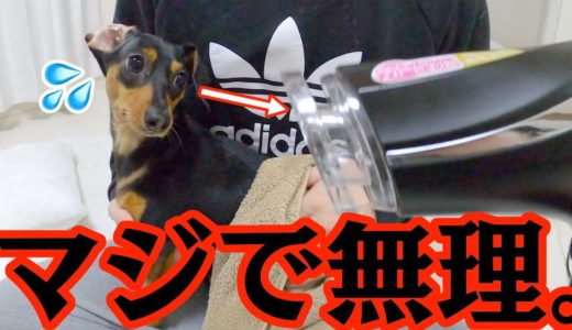 シャンプー後のドライヤーを全力で拒否する犬w