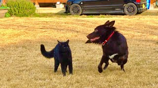 久々の晴れでテンションが上がる犬に若干引き気味な子猫。