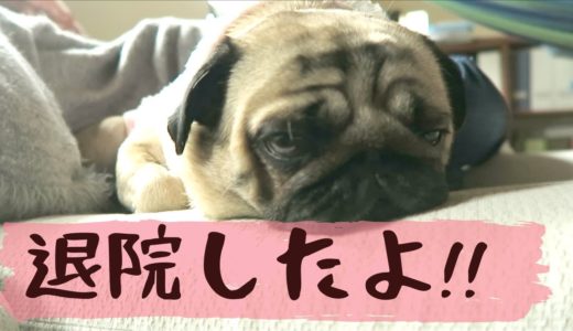 退院しました!!【最後に報告あります】パグ犬ぷぅ Pug