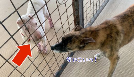 はじめて「シャーペイ」という珍犬種を見る犬たちの反応wwww