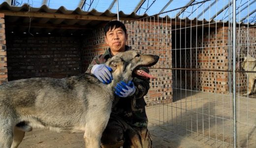 狼毛青這種大型犬，一百多斤站起來比人都高，你怕不怕？ 【劉哥在農村】