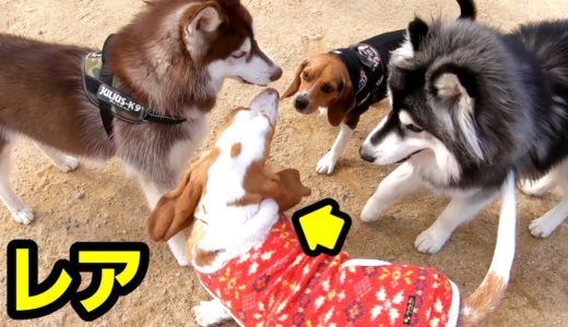 99%出会えないレアな犬とビーグル犬が初対面するとこうなりました😊