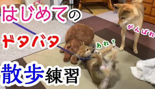 子犬の柴犬のはじめてのお散歩練習！その時先住犬の行動は？