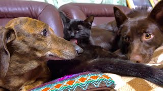 子猫と仲が良過ぎて犬から守ろうとする犬