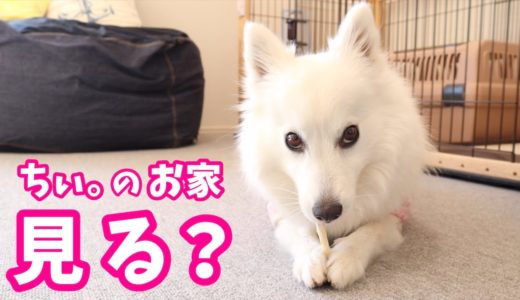 【犬との暮らし】お部屋の模様替えを（飼い主が）する日本スピッツちぃ。