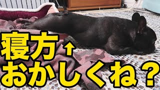 犬あるある！絶対寝にくいやろという妙な寝方をする。