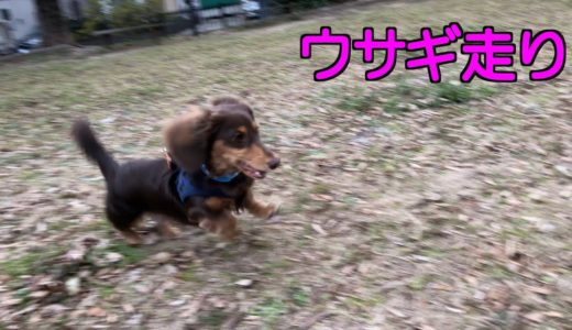 生後9ヶ月になった犬は『ウサギジャンプ』を取得した【レベルアップ】【ミニチュアダックスフンド 】