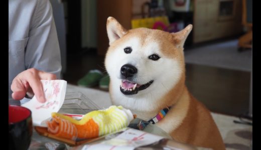 来客に狂喜乱舞の犬たち♪