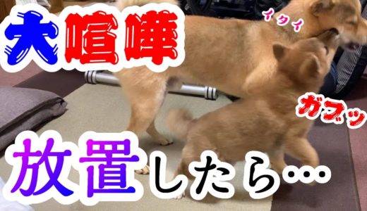 子犬の柴犬と先住犬の大喧嘩！止めずに犬同士に任せた結果