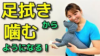 【犬 お手入れ】犬の足拭きNG行動！【犬のしつけ＠横浜】by遠藤 エマ先生