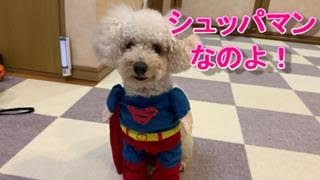 99.　犬はスーパーマンに変身すると強くなるのかな？