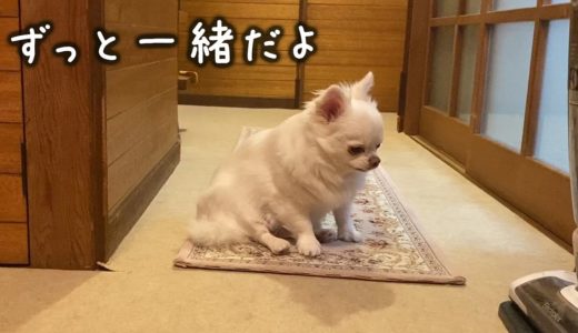 【感動】飼い主が思うよりずっと犬は家族の事を想ってくれている...パパを待つチワワのコハク