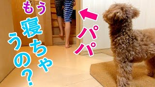 いつもより早く寝るパパを寂しそうに見送る犬が可愛すぎるw【トイプードル】