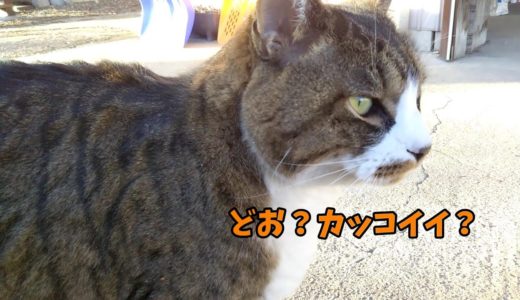 犬が居なくなった庭を守っている猫（ような気がする）