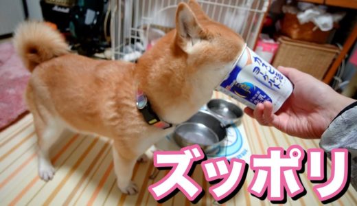 柴犬小春　ヨーグルト大好き犬の至福の食べ方