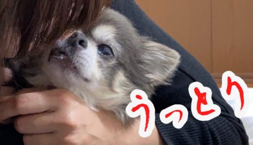 大人の世界へいざなうチワワ。ペロペロが止まらない【犬】