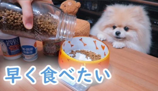 モチの今日のごはん【ポメラニアン犬】